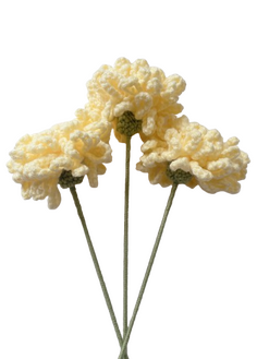 Chrysanthemum